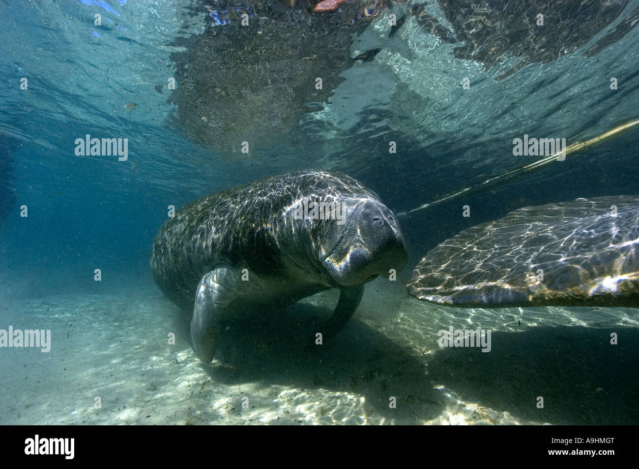 Florida manatee Trichechus manatus latirostris Crystal River Florida USA Foto Stock