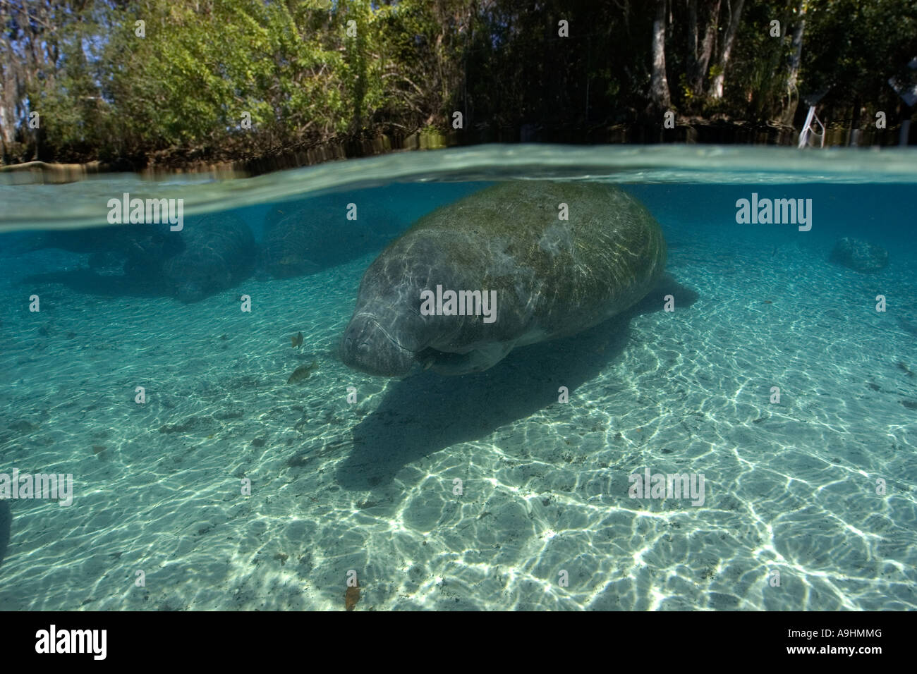 Florida manatee Trichechus manatus latirostris Crystal River Florida USA Foto Stock