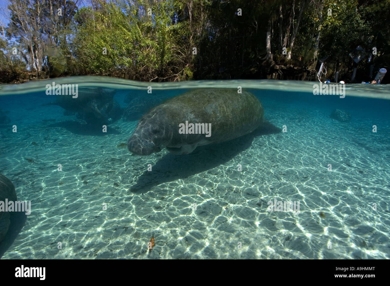 Florida manatee Trichechus manatus latirostris Crystal River Florida USA Foto Stock