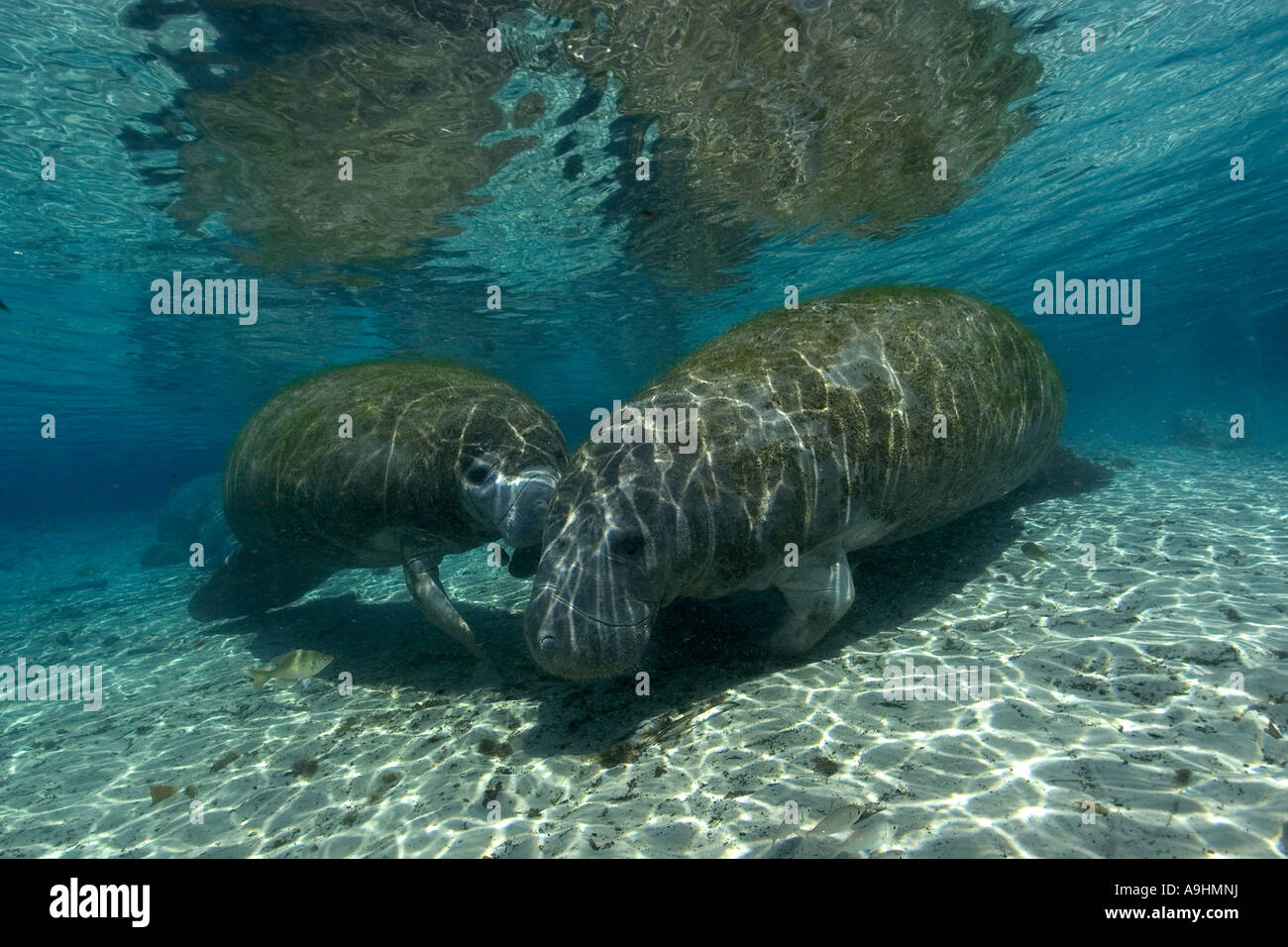 Florida manatee Trichechus manatus latirostris Crystal River Florida USA Foto Stock