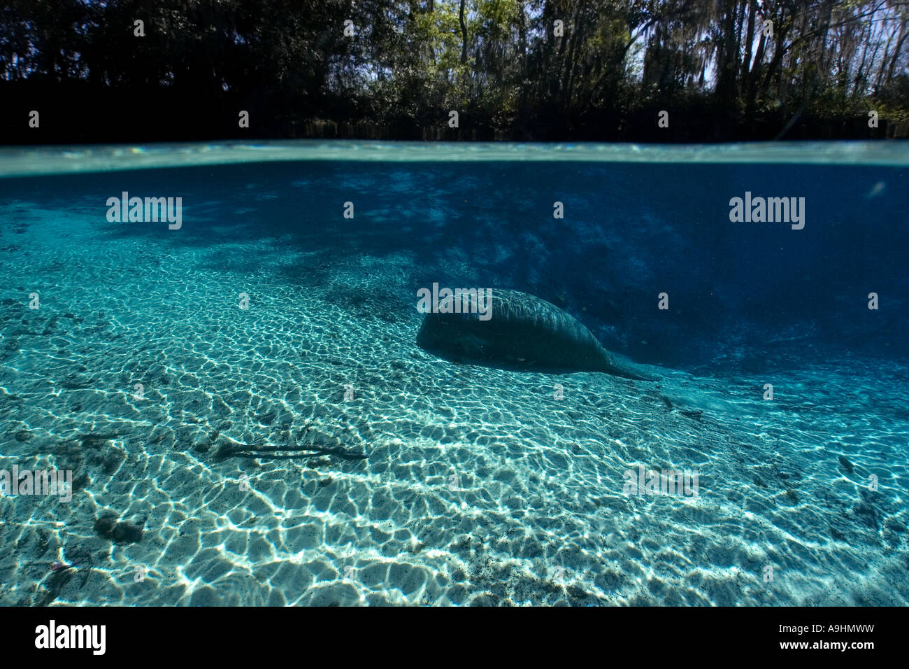 Florida manatee Trichechus manatus latirostris Crystal River Florida USA Foto Stock