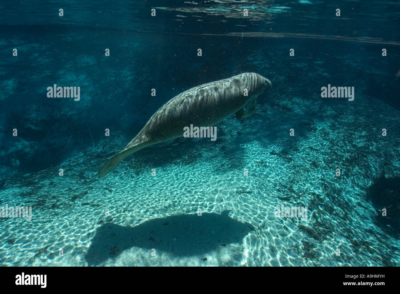 Florida manatee Trichechus manatus latirostris Crystal River Florida USA Foto Stock