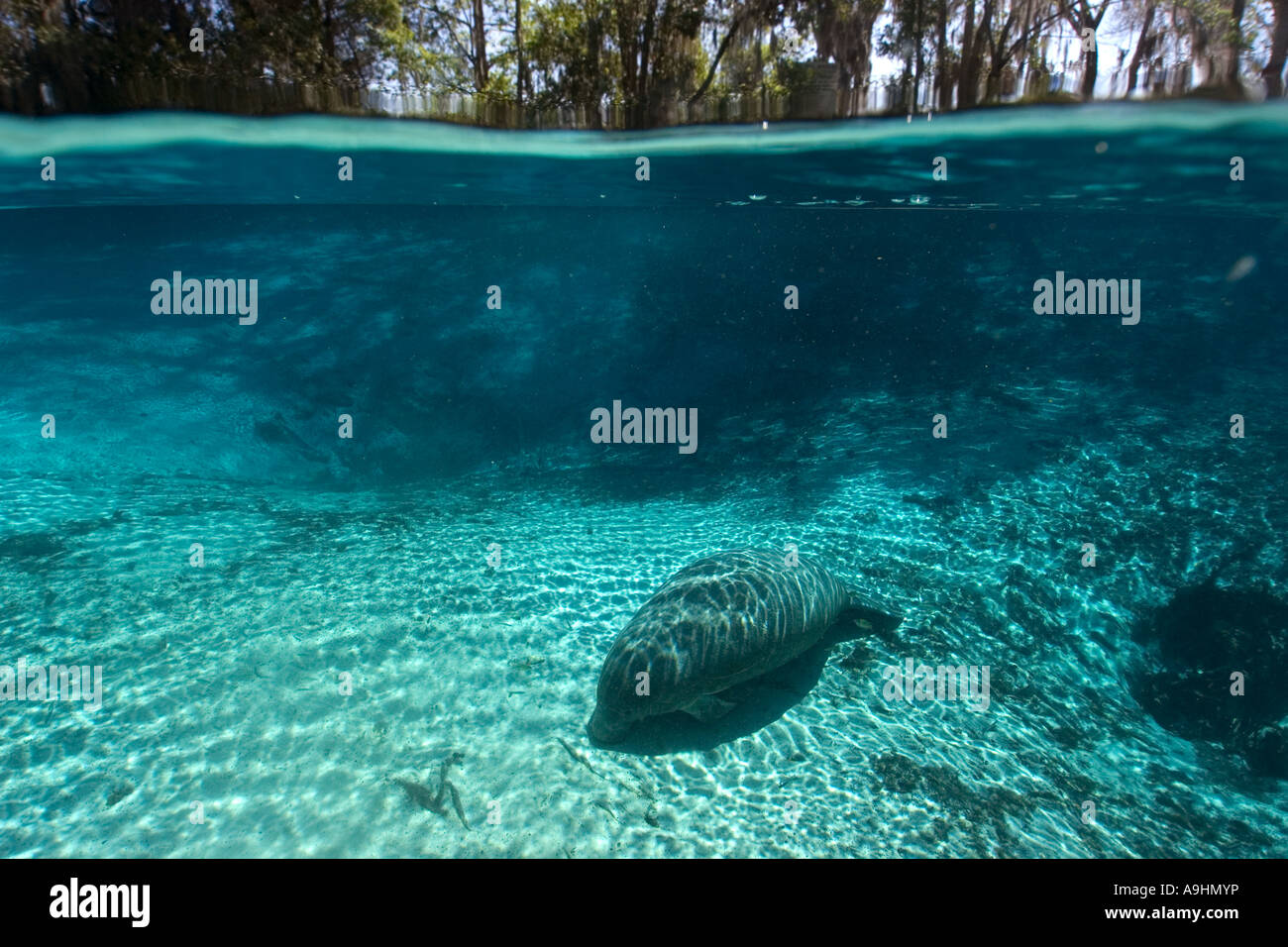 Florida manatee Trichechus manatus latirostris Crystal River Florida USA Foto Stock