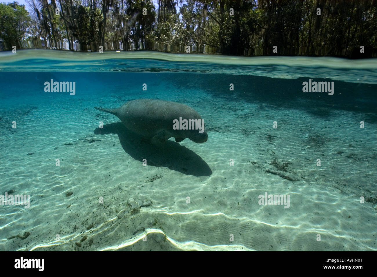 Florida manatee Trichechus manatus latirostris Crystal River Florida USA Foto Stock