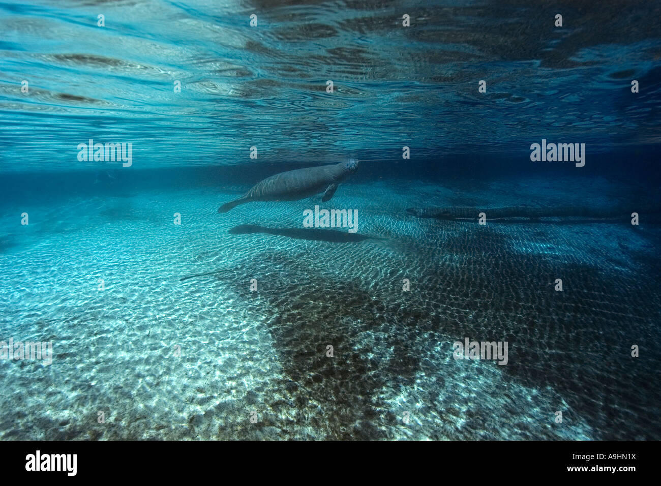 Florida manatee Trichechus manatus latirostris Crystal River Florida USA Foto Stock