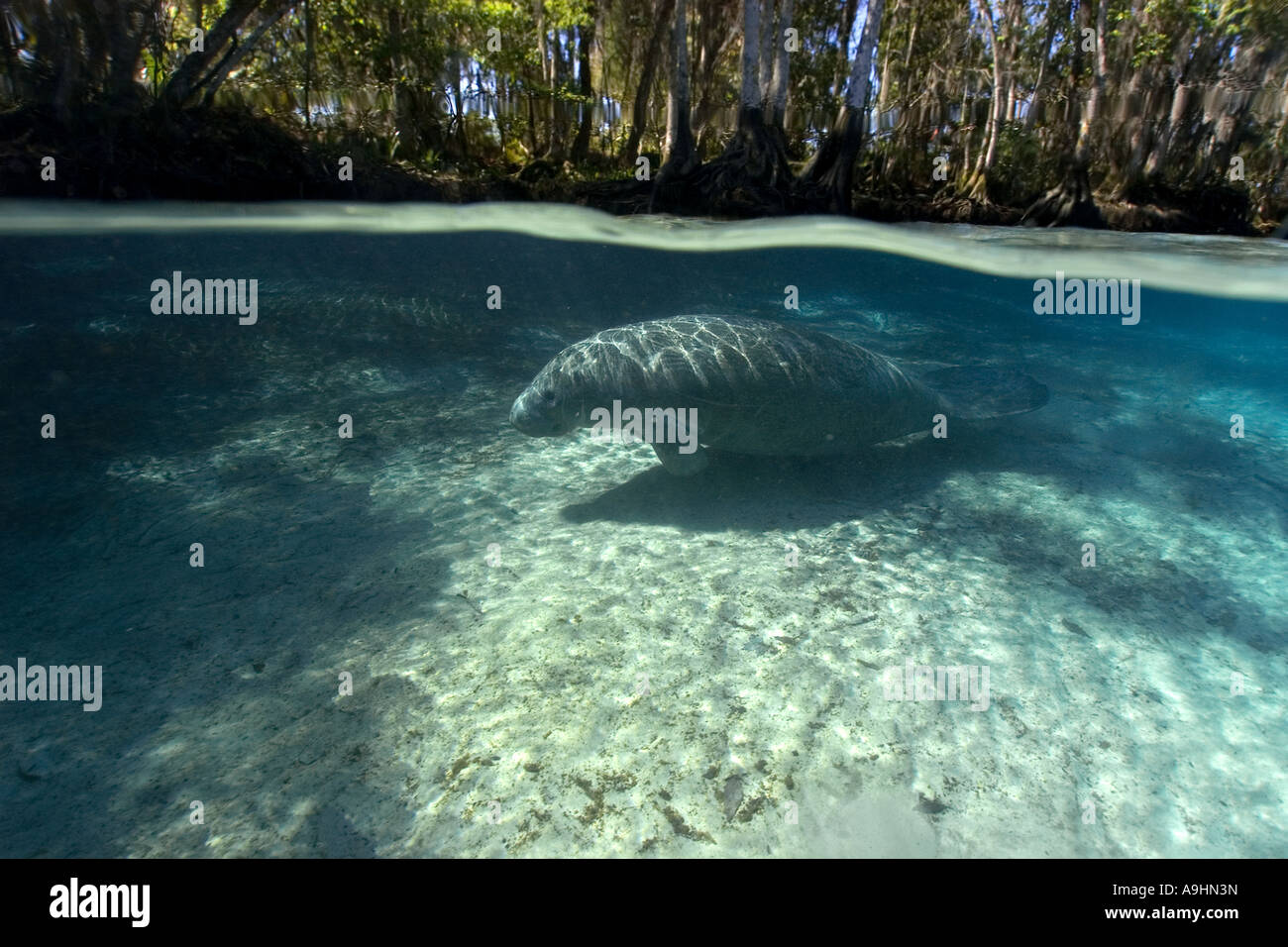 Florida manatee Trichechus manatus latirostris Crystal River Florida USA Foto Stock