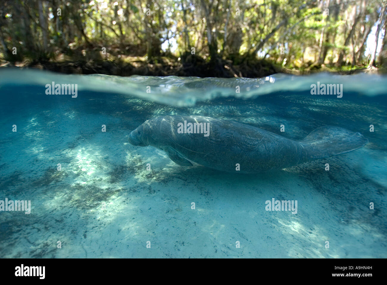 Florida manatee Trichechus manatus latirostris Crystal River Florida USA Foto Stock