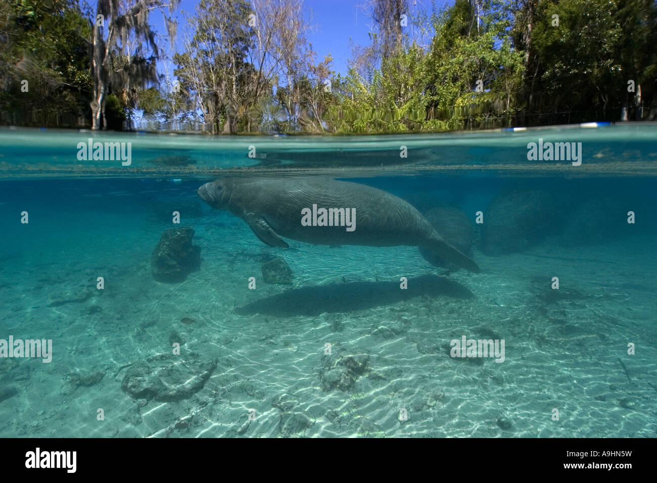 Florida manatee Trichechus manatus latirostris Crystal River Florida USA Foto Stock
