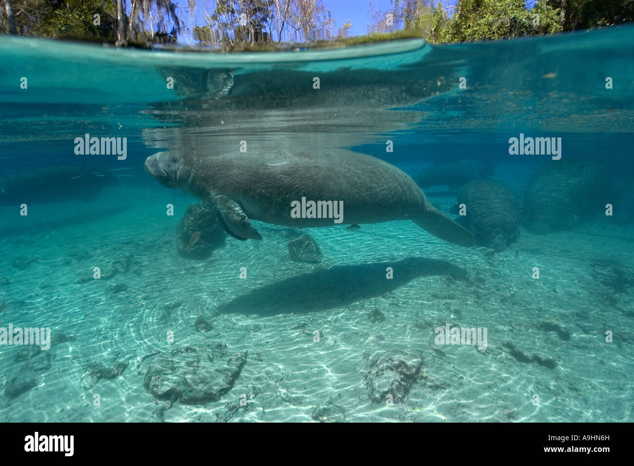 Florida manatee Trichechus manatus latirostris Crystal River Florida USA Foto Stock