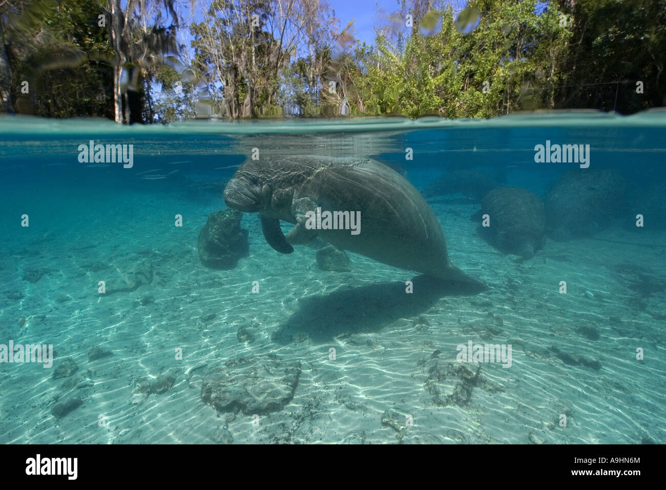 Florida manatee Trichechus manatus latirostris Crystal River Florida USA Foto Stock