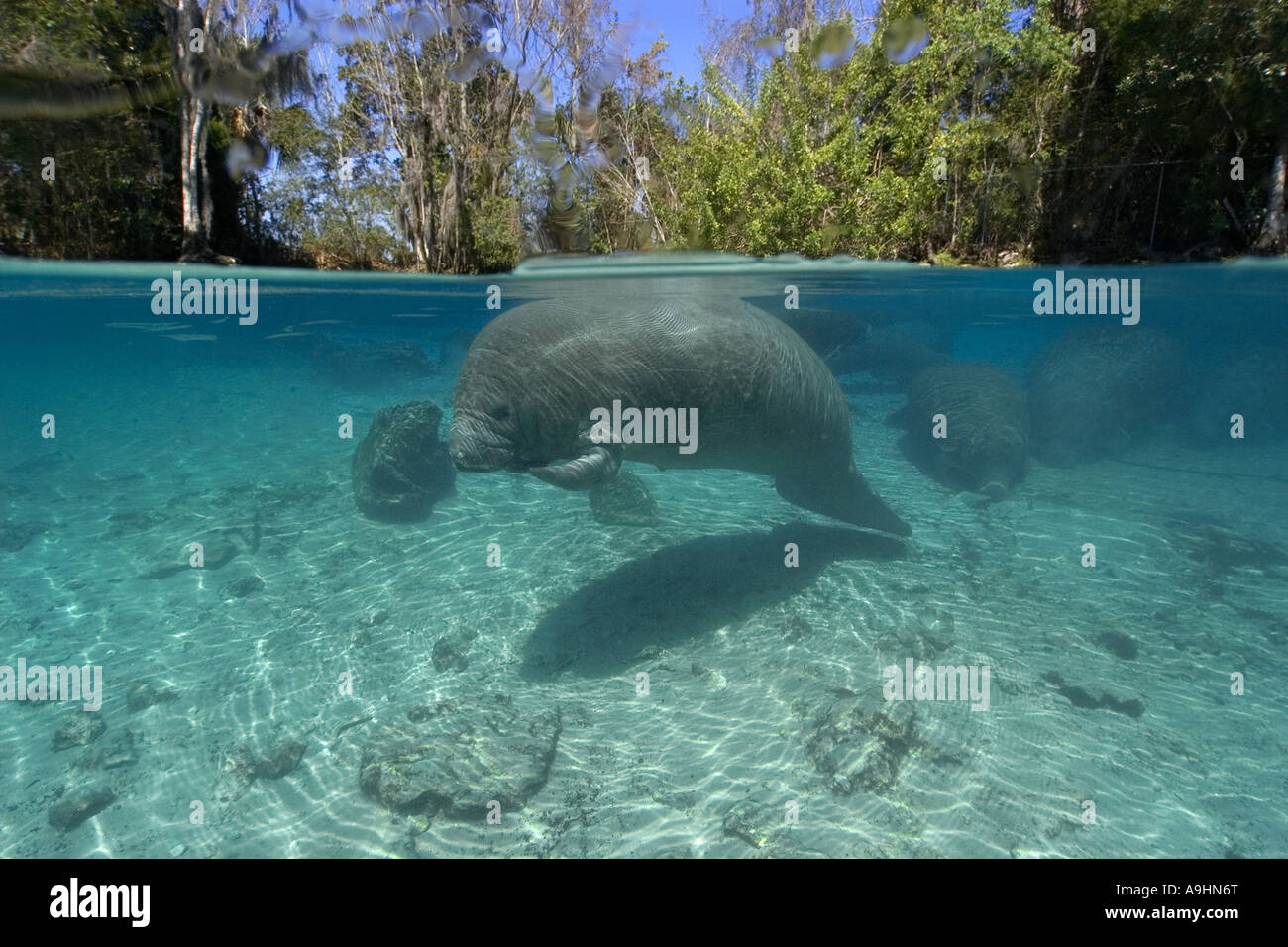 Florida manatee Trichechus manatus latirostris Crystal River Florida USA Foto Stock