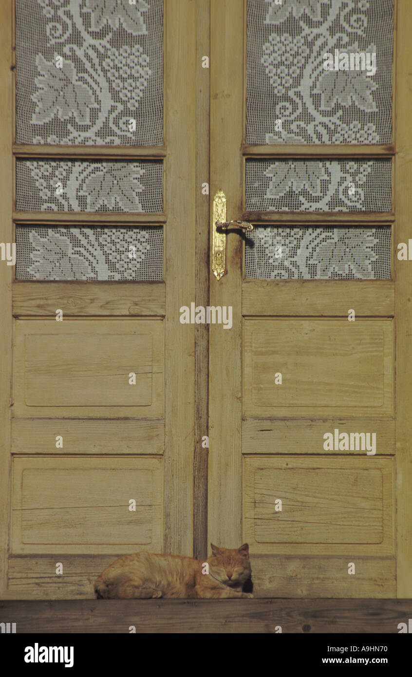 Cat sta di guardia sulla porta anteriore Transilvania Romania Foto Stock