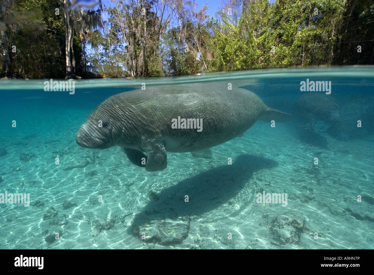 Florida manatee Trichechus manatus latirostris Crystal River Florida USA Foto Stock