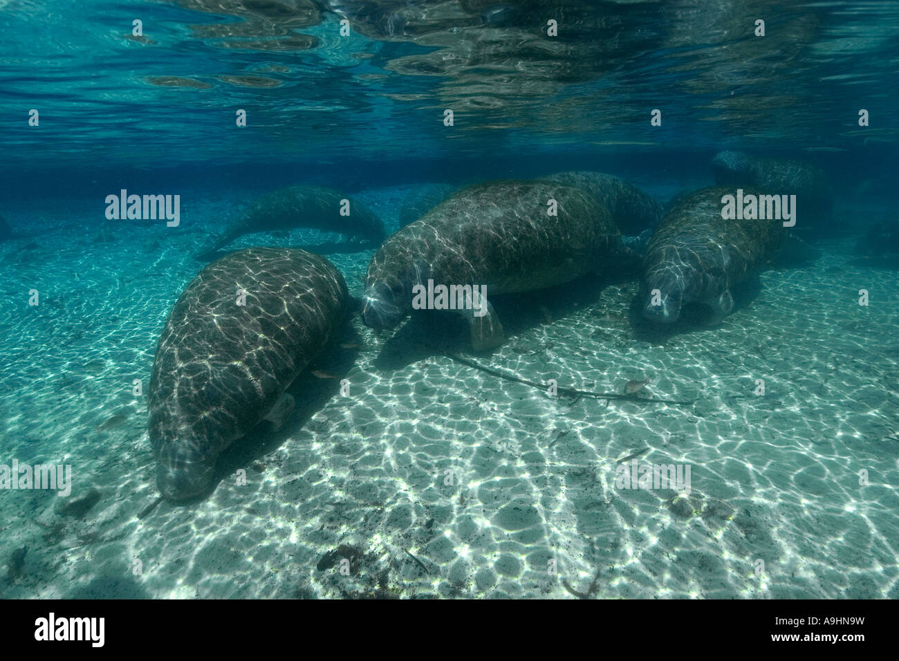 Florida manatee Trichechus manatus latirostris Crystal River Florida USA Foto Stock