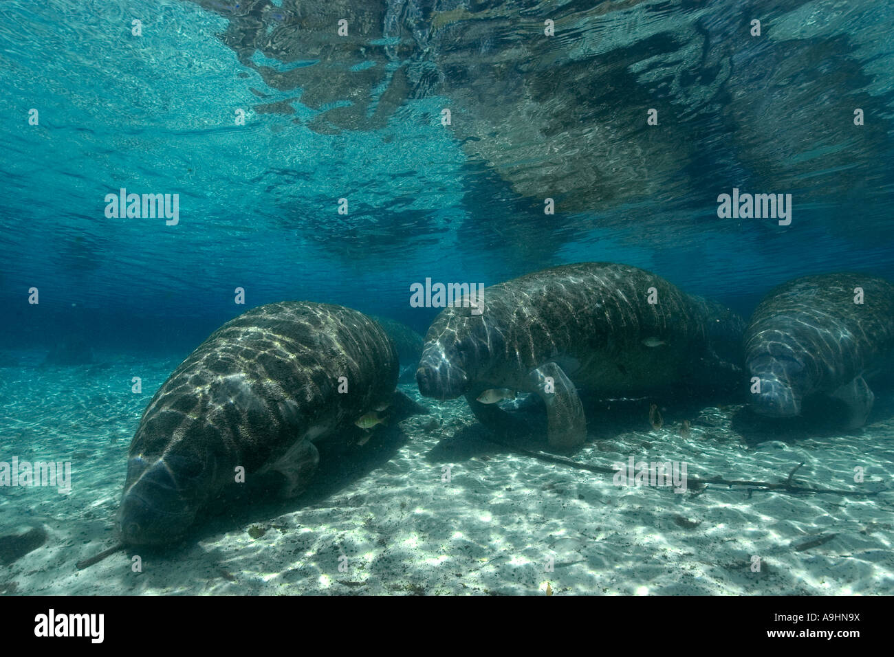 Florida manatee Trichechus manatus latirostris Crystal River Florida USA Foto Stock