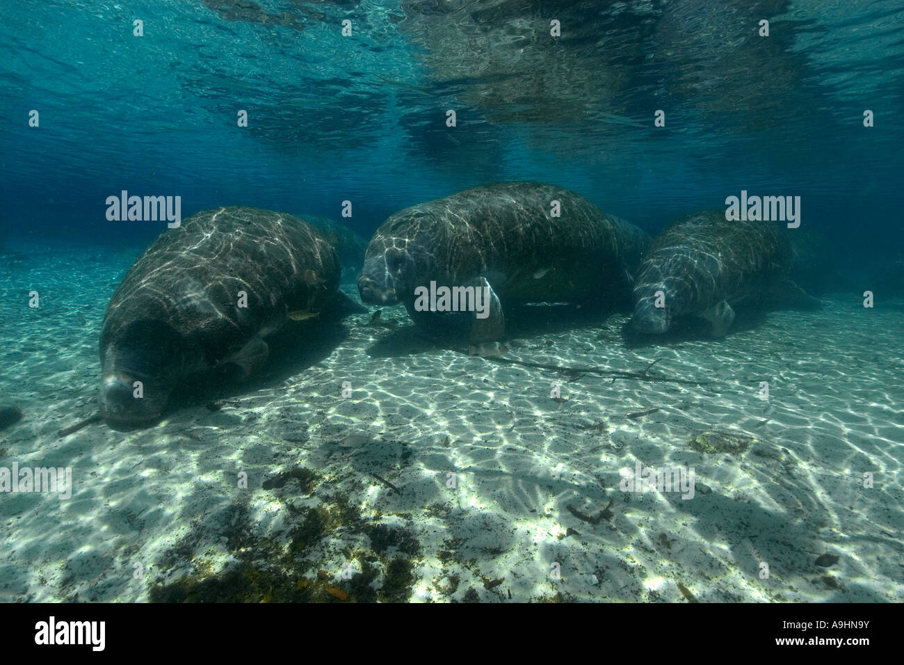 Florida manatee Trichechus manatus latirostris Crystal River Florida USA Foto Stock