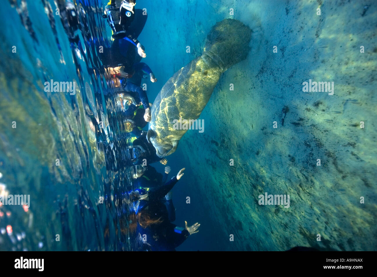 Libera i subacquei osservare giocoso Florida manatee Trichechus manatus latirostris Crystal River Florida USA Foto Stock