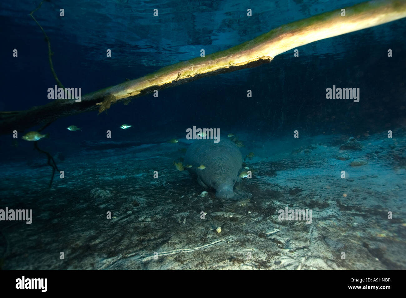 Florida manatee Trichechus manatus latirostris Crystal River Florida USA Foto Stock