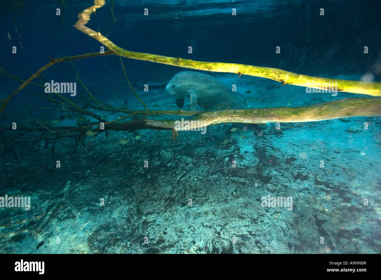Florida manatee Trichechus manatus latirostris Crystal River Florida USA Foto Stock