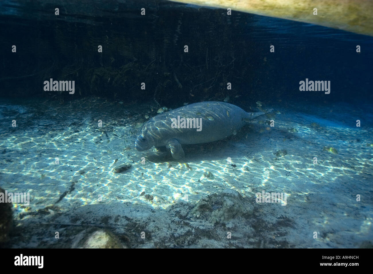Florida manatee Trichechus manatus latirostris Crystal River Florida USA Foto Stock