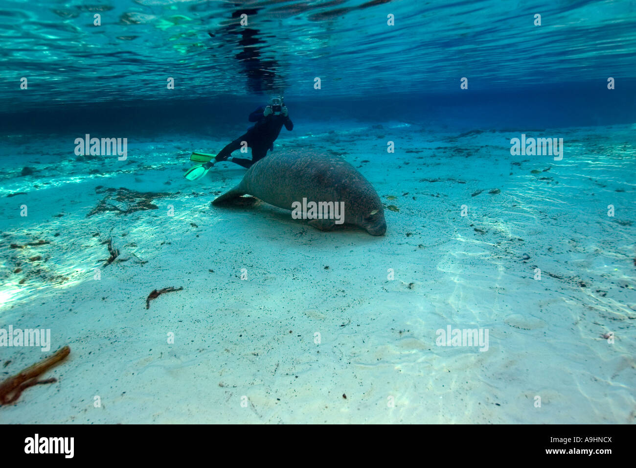 Apneista fotografie Florida manatee Trichechus manatus latirostris Crystal River Florida USA Foto Stock