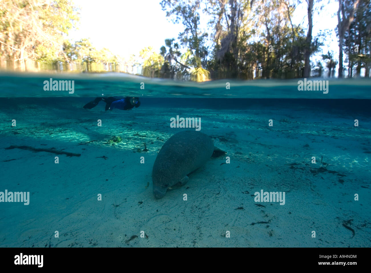 Florida manatee Trichechus manatus latirostris Crystal River Florida USA Foto Stock