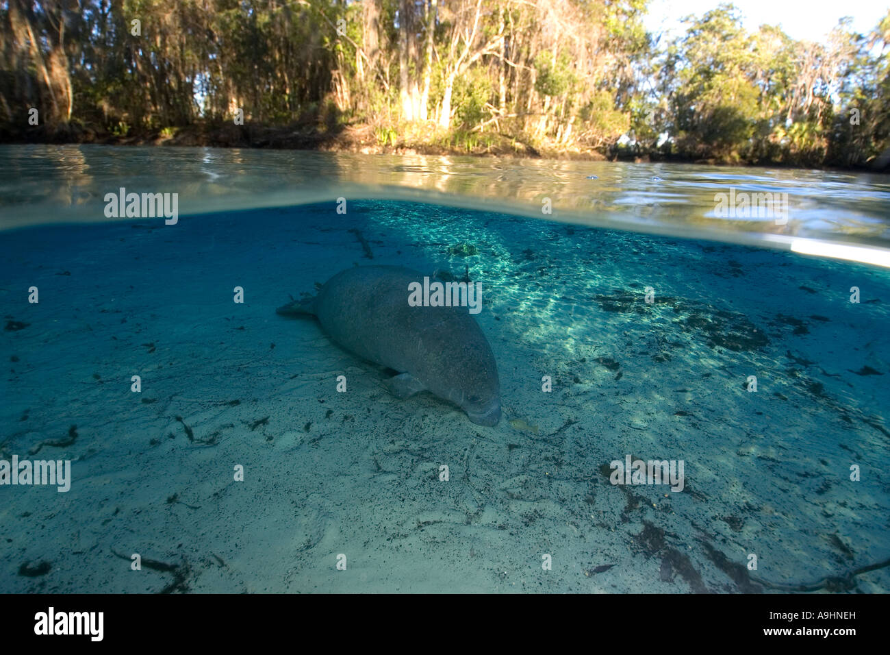 Florida manatee Trichechus manatus latirostris Crystal River Florida USA Foto Stock