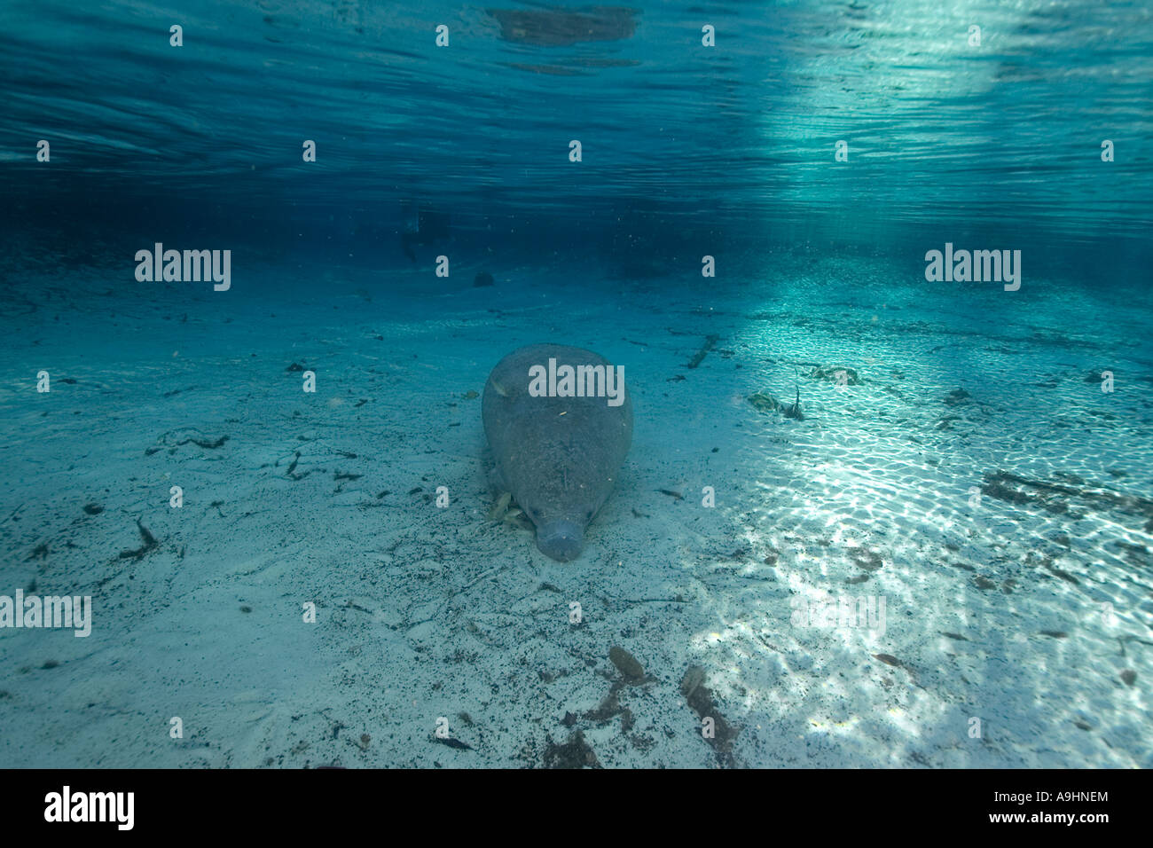 Florida manatee Trichechus manatus latirostris Crystal River Florida USA Foto Stock