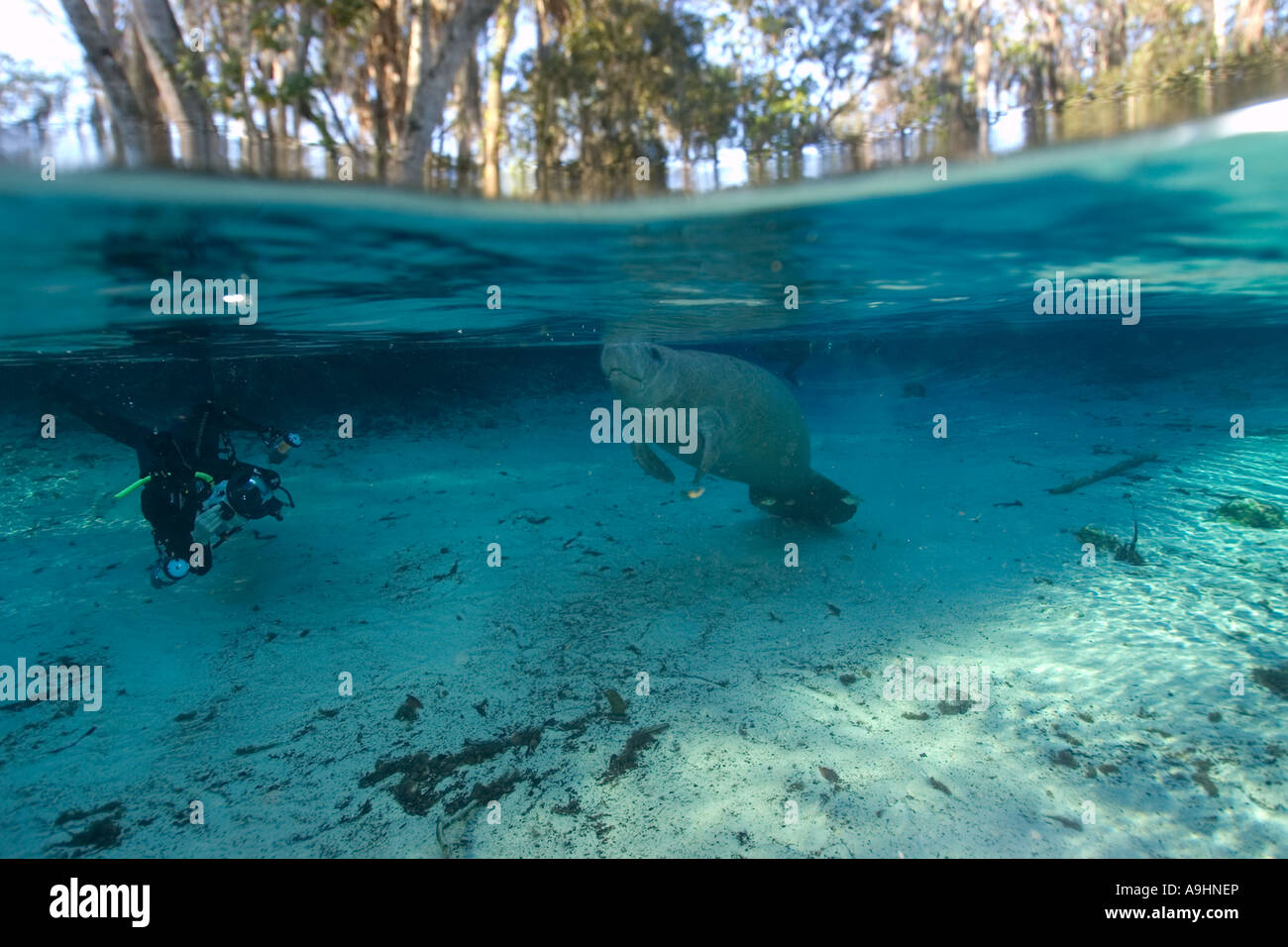 Apneista fotografie Florida manatee Trichechus manatus latirostris Crystal River Florida USA Foto Stock