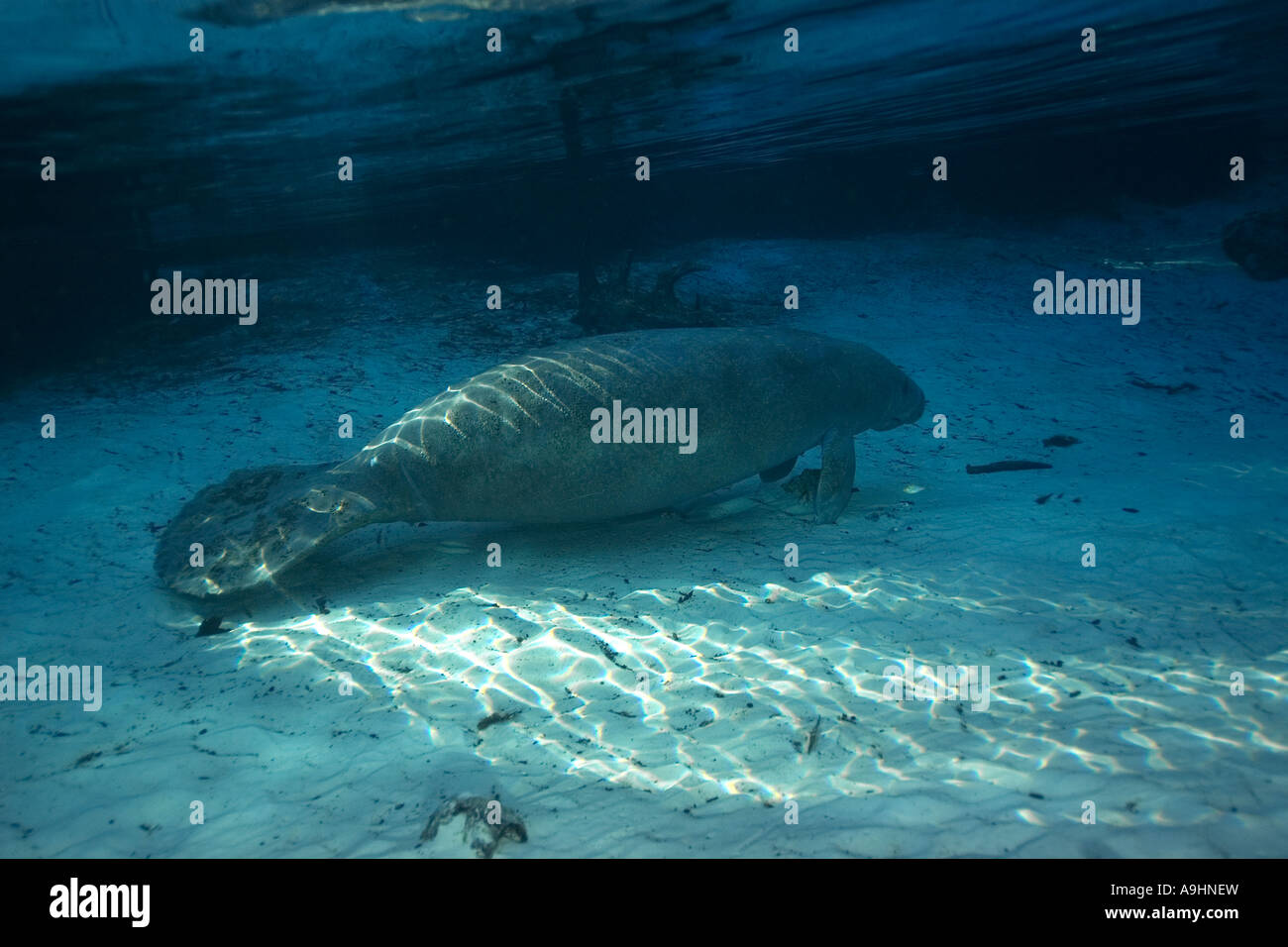Florida manatee Trichechus manatus latirostris Crystal River Florida USA Foto Stock