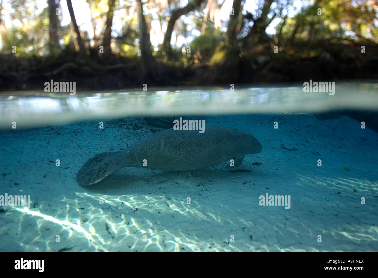 Florida manatee Trichechus manatus latirostris Crystal River Florida USA Foto Stock