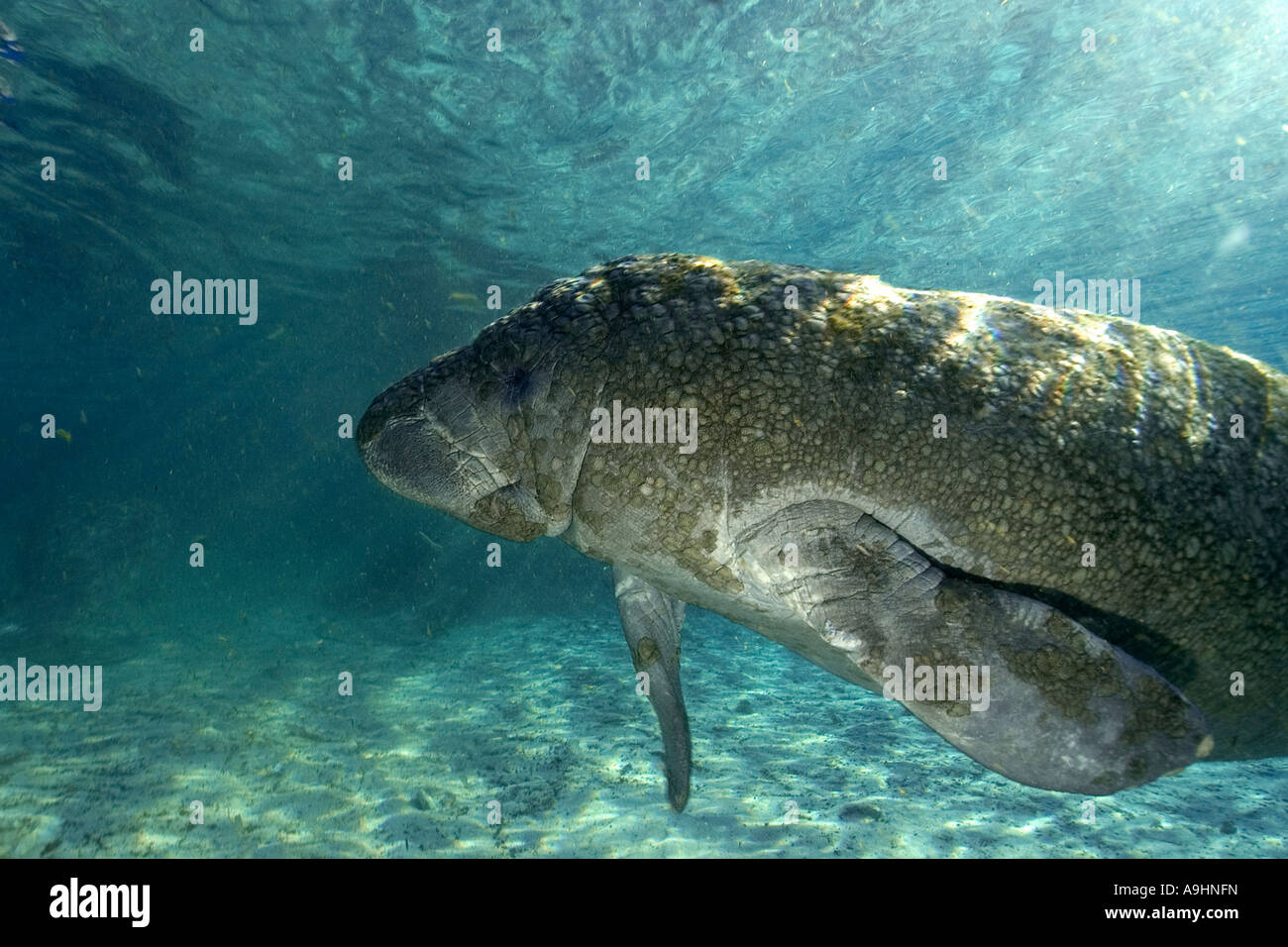 Florida manatee Trichechus manatus latirostris Crystal River Florida USA Foto Stock