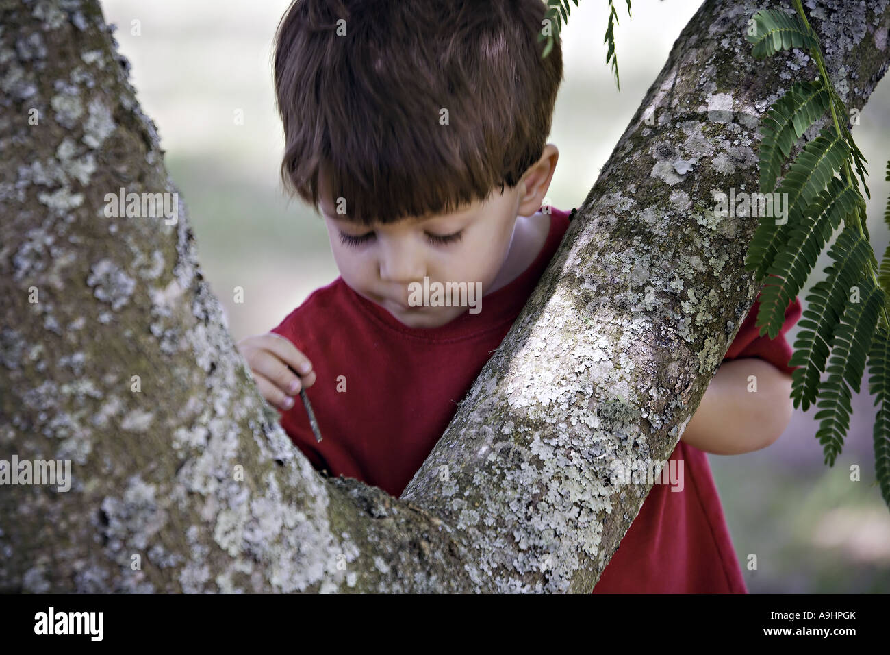 CAROLINA DEL SUD YORK Giovane ragazzo usando un bastone per investigare le formiche su un tronco di albero su una fattoria rurale Foto Stock