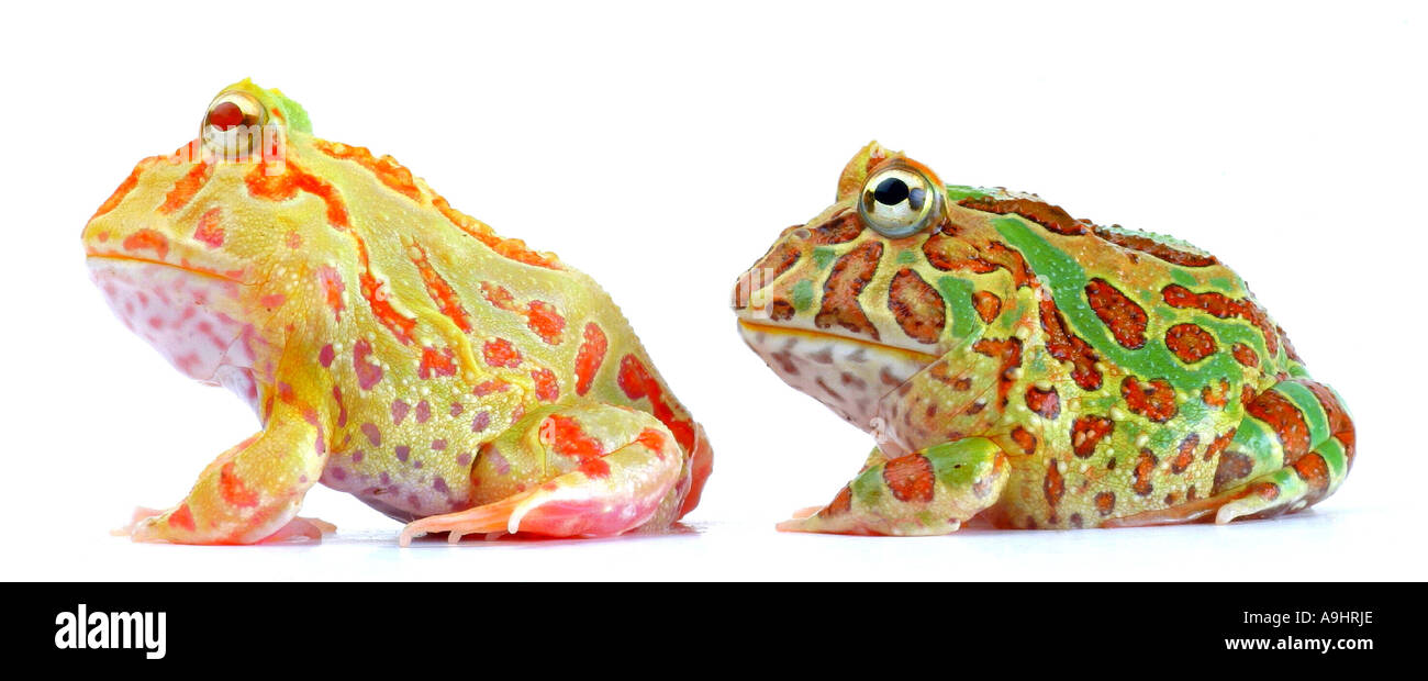 Argentina rana cornuta, pacman rana, nightcrawler, cingolo di notte, ornato di rana cornuta, ornati cornuto toad, escuerzo (Ceratophrys Foto Stock