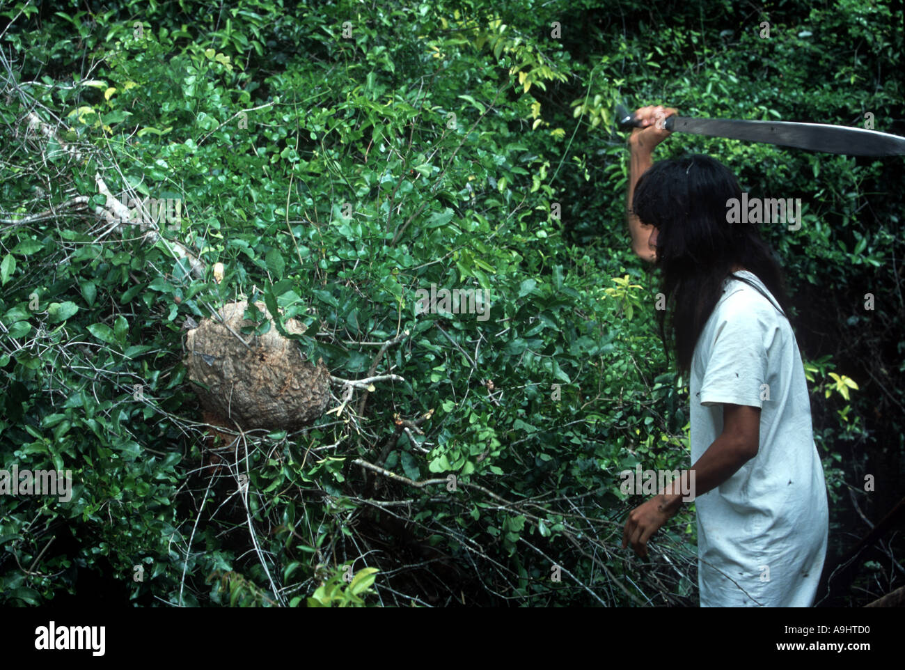 Nord America, Messico, Chiapas, Metzabok, Selva Lacandona. Una rara orchidea ape (Euglossini) hive. Foto Stock