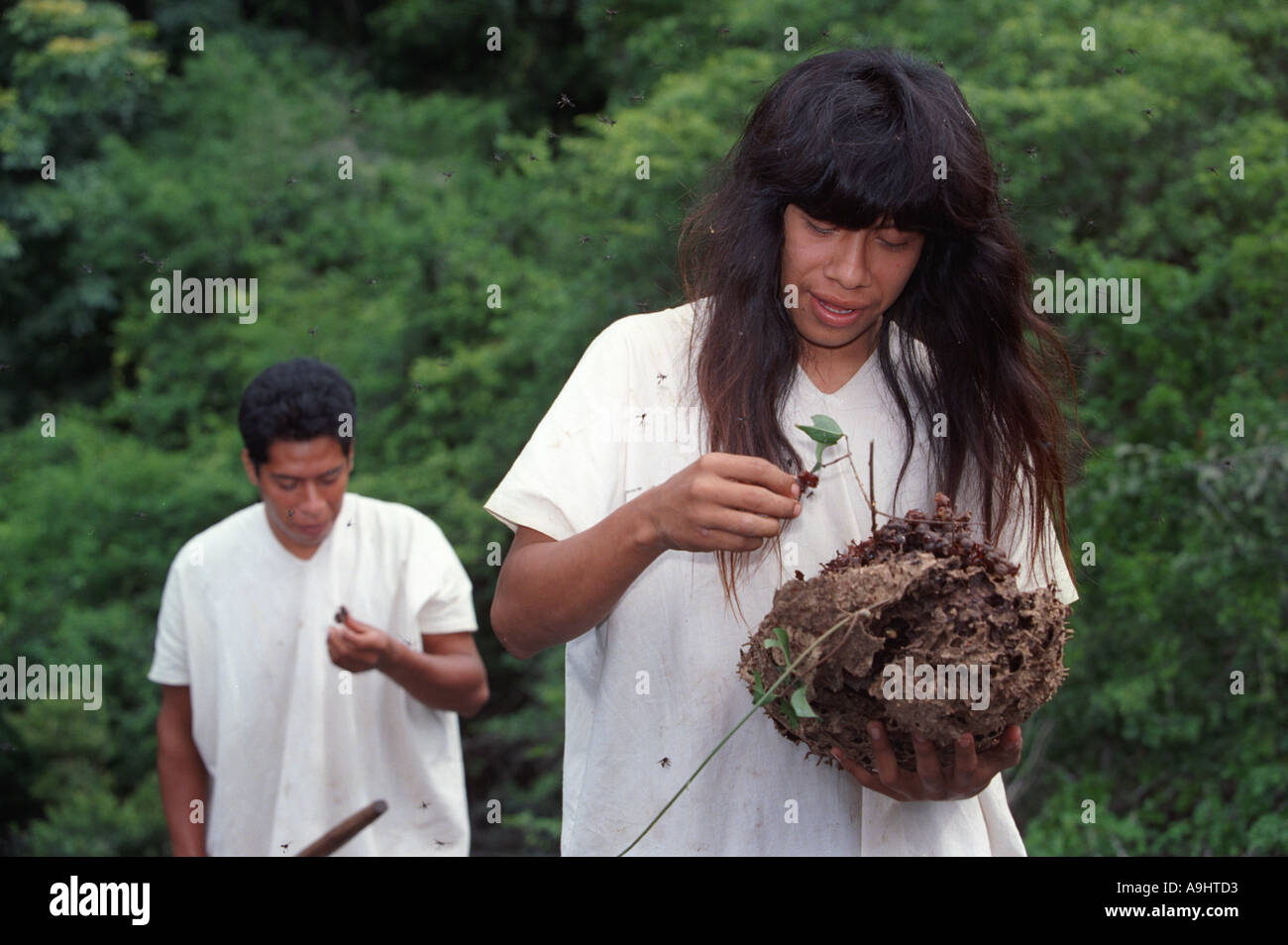 Nord America, Messico, Chiapas, Metzabok, Selva Lacandona. Una rara orchidea ape (Euglossini) hive. Foto Stock
