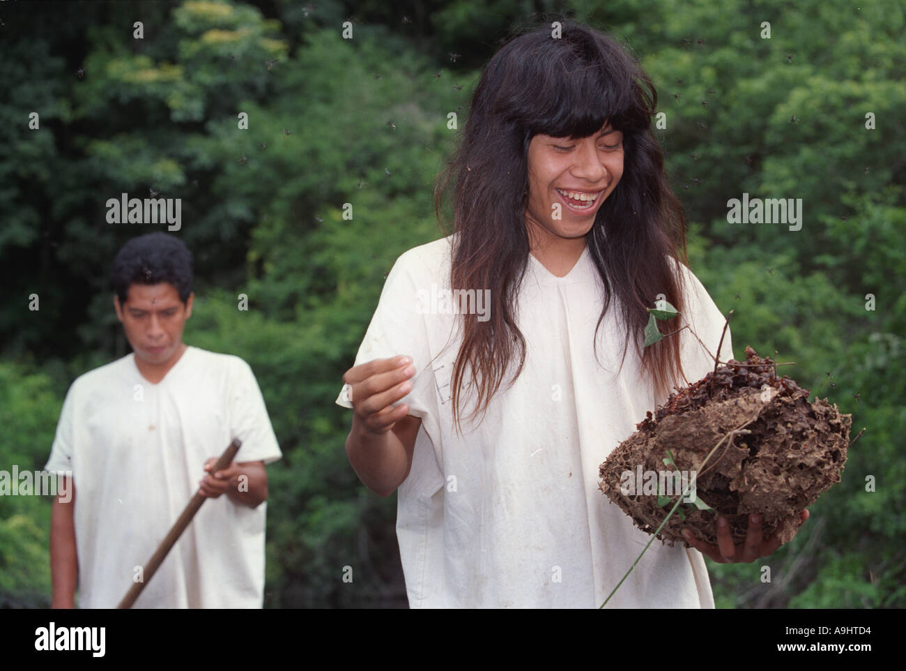 Nord America, Messico, Chiapas, Metzabok, Selva Lacandona. Una rara orchidea ape (Euglossini) hive. Foto Stock