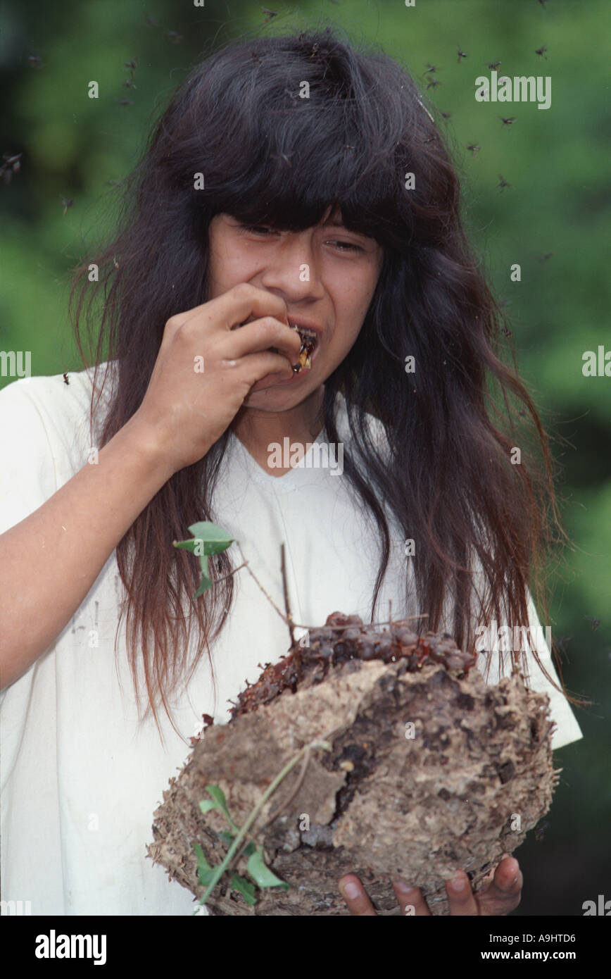 Nord America, Messico, Chiapas, Metzabok, Selva Lacandona. Una rara orchidea ape (Euglossini) hive. Foto Stock