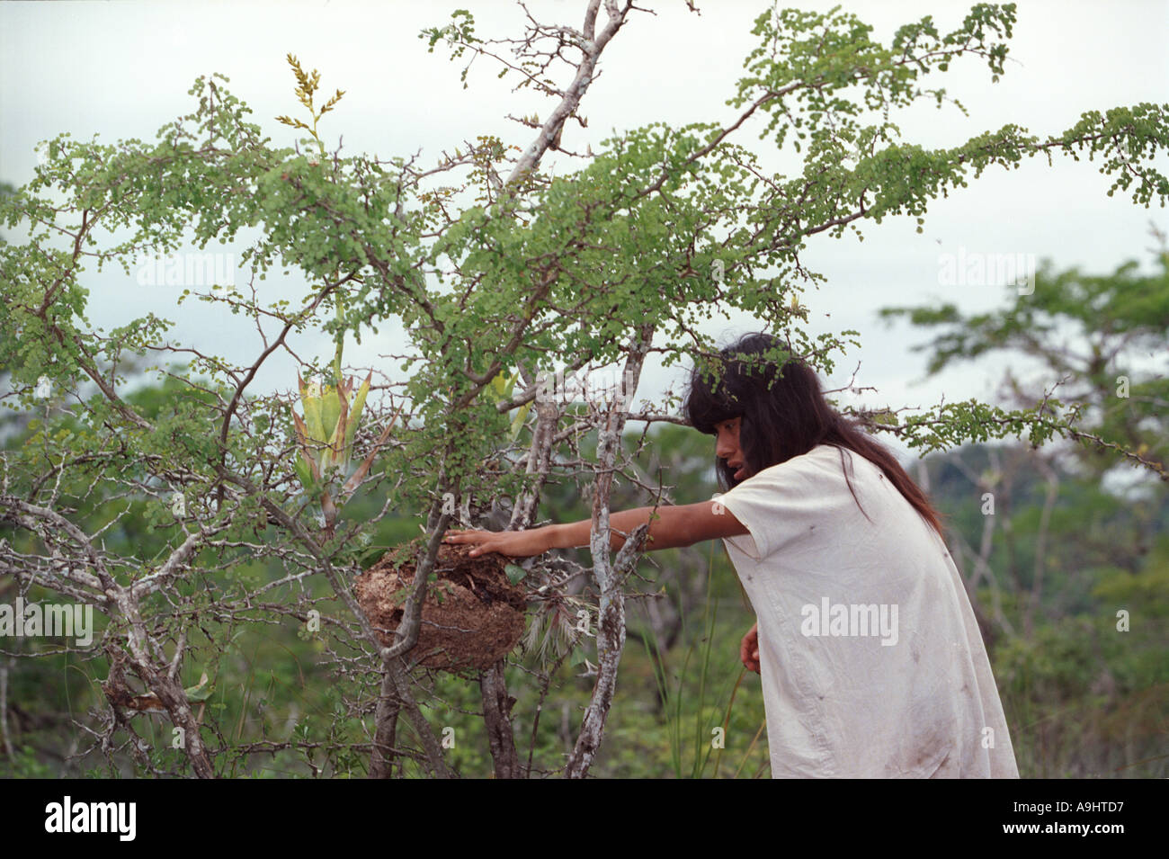 Nord America, Messico, Chiapas, Metzabok, Selva Lacandona. Una rara orchidea ape (Euglossini) hive. Foto Stock