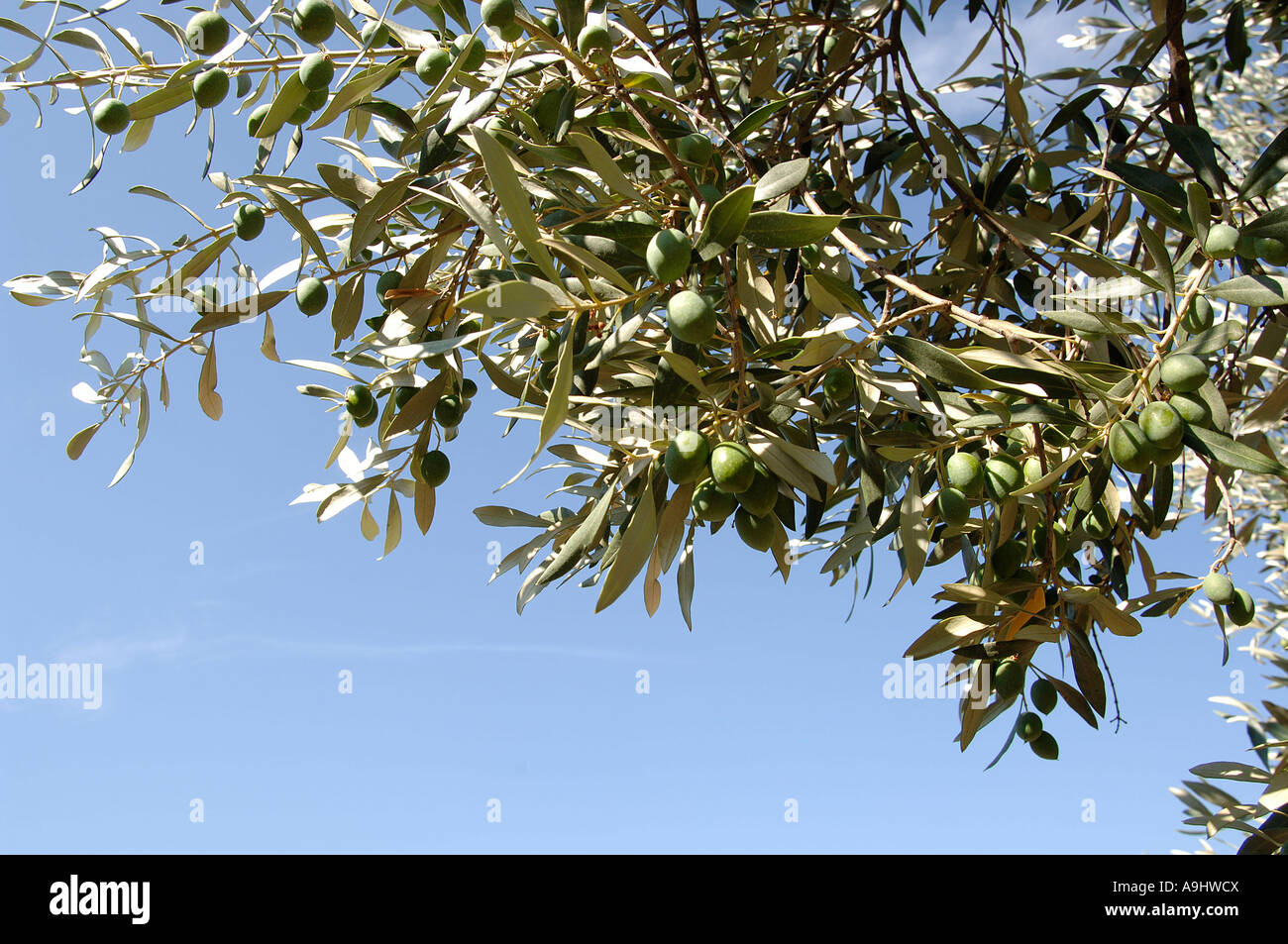 Olive verdi su un albero, della Francia meridionale, Francia Foto Stock