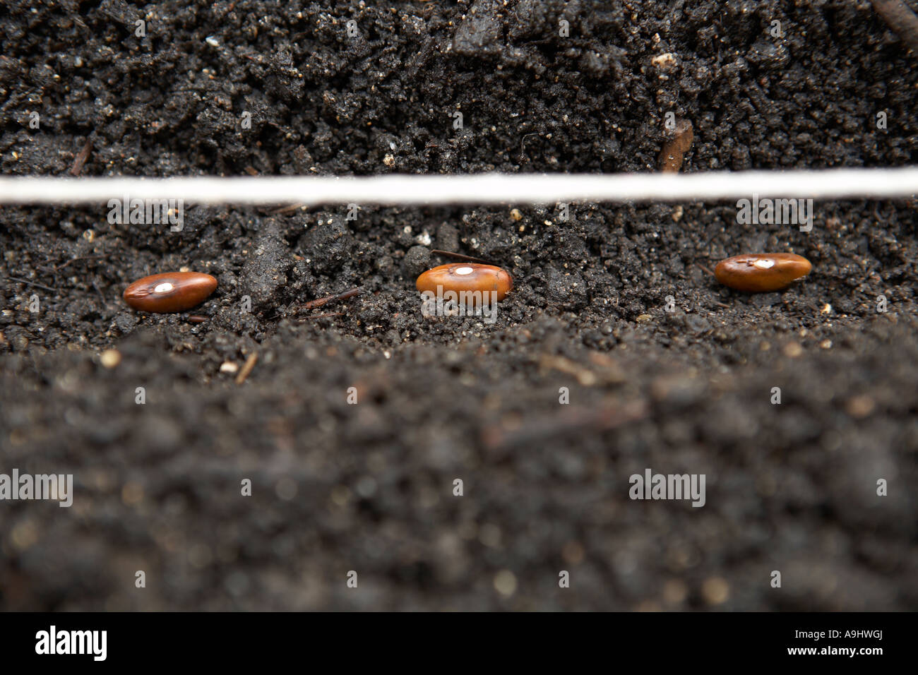Fila di fagiolo verde semi germinare. Foto Stock