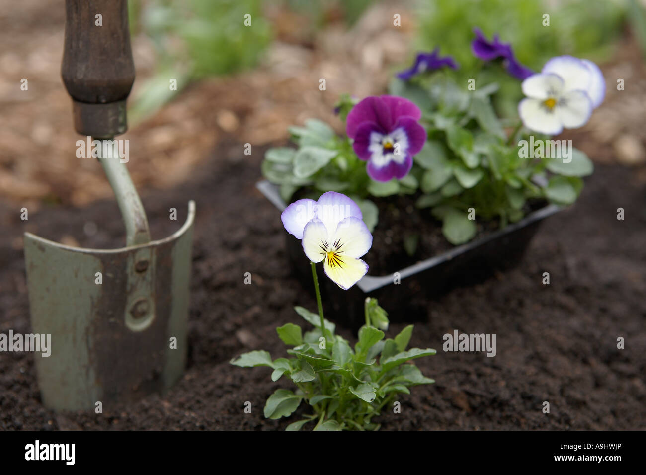 Pansy piantati con cazzuola Foto Stock