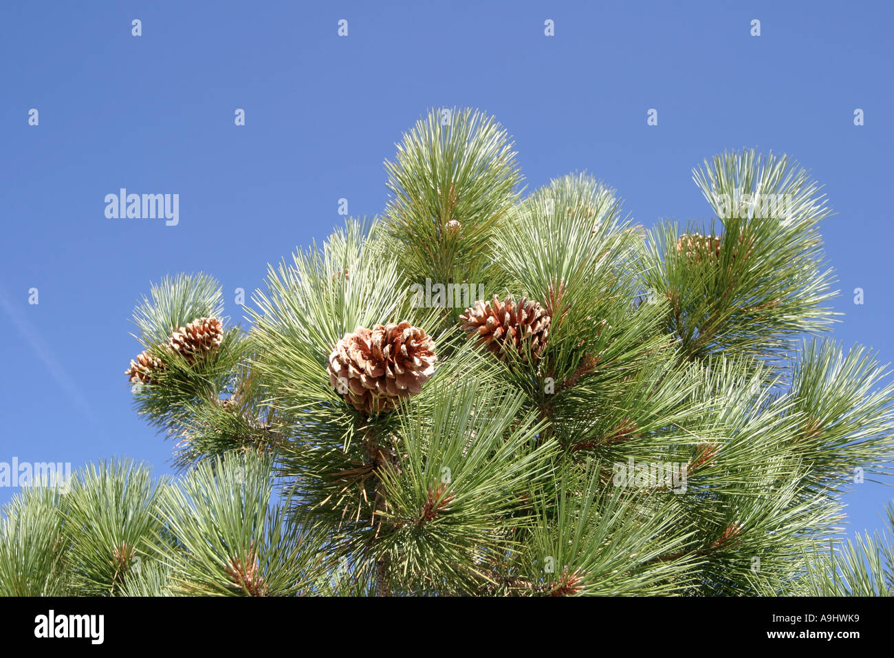 Jeffrey pine (Pinus jeffreyi), i coni femminili, Stati Uniti, California Foto Stock