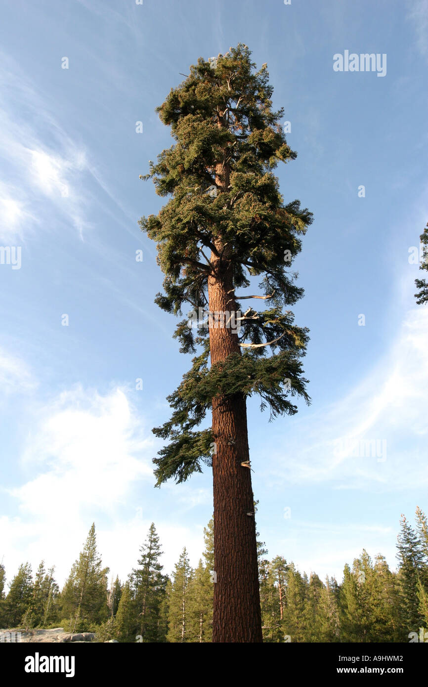 California abete rosso (Abies magnifica) Stati Uniti, California Foto Stock