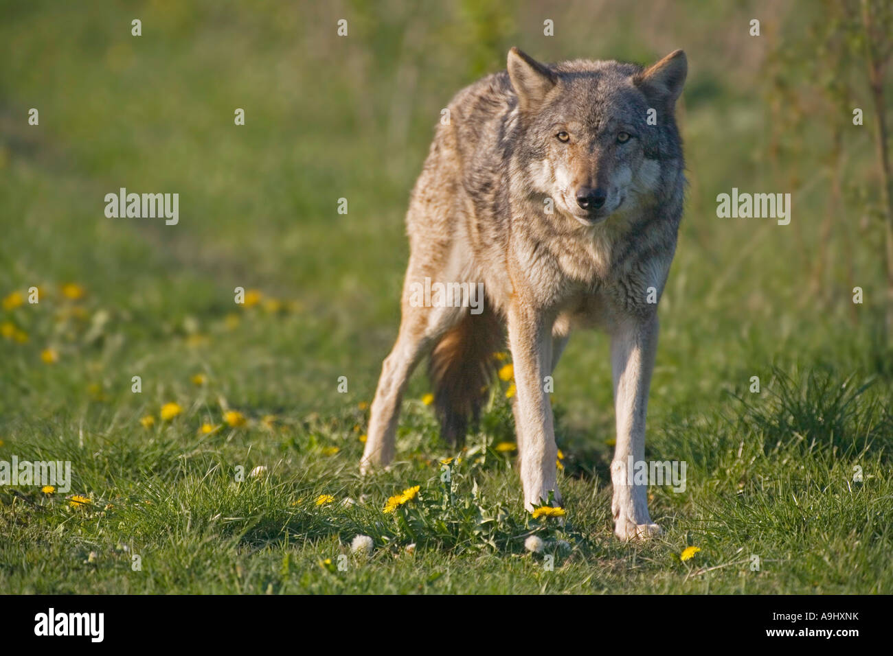 Unione lupo (Canis lupus lupus) Foto Stock