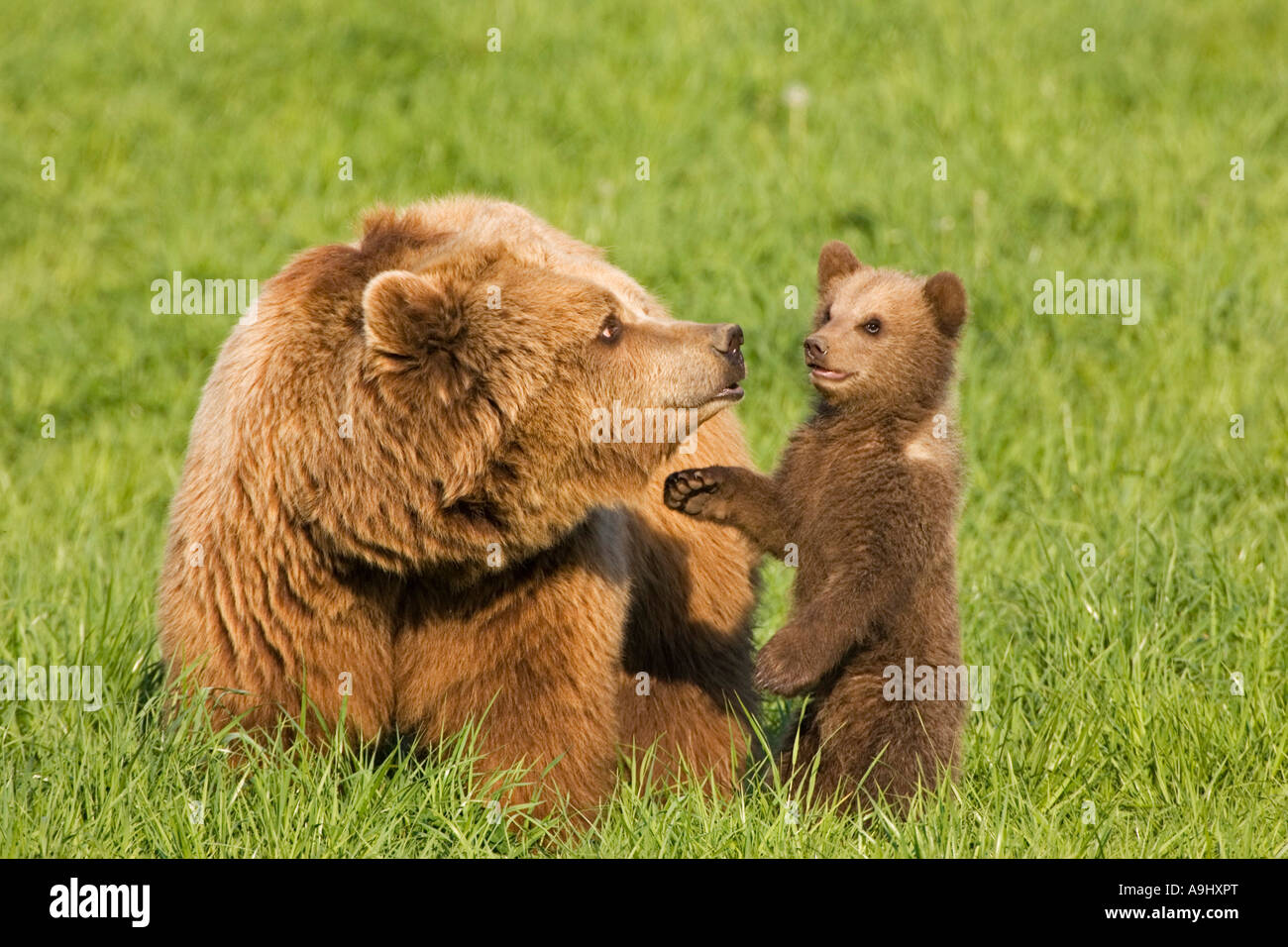 Unione Orso Bruno madre con tazza (Ursus arctos) Foto Stock