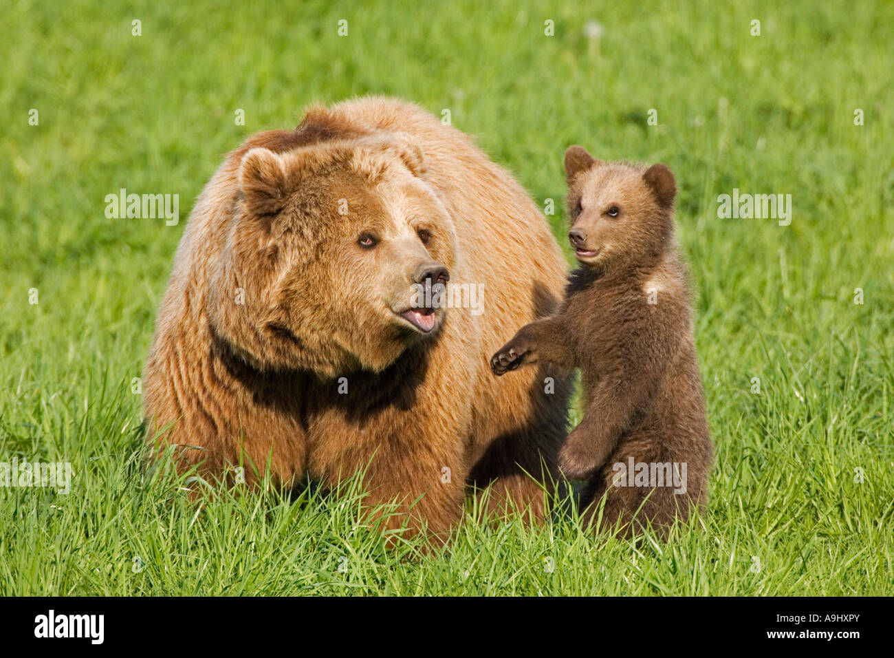 Unione Orso Bruno madre con tazza (Ursus arctos) Foto Stock