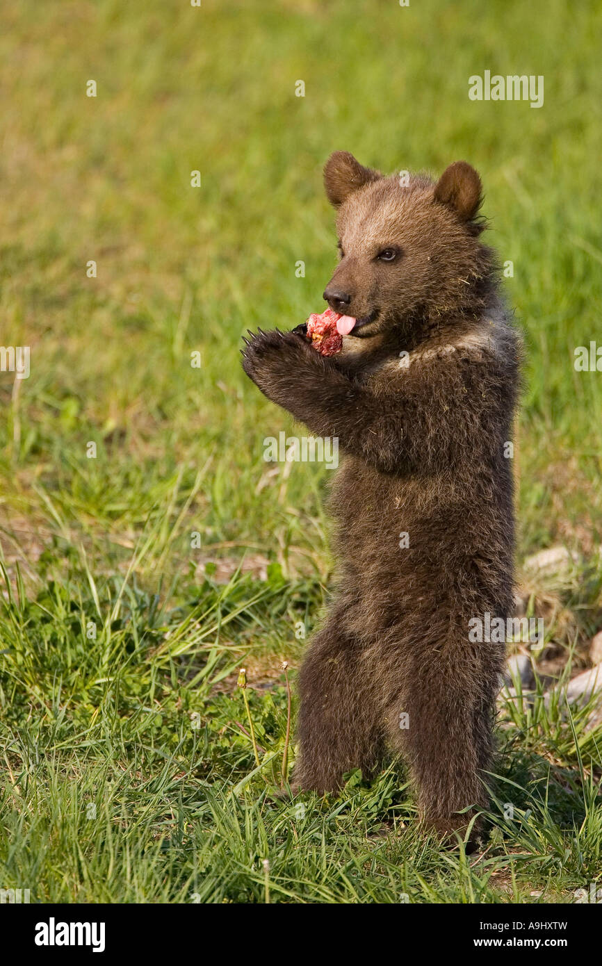 European Brown Bear Cub, mangiare (Ursus arctos) Foto Stock