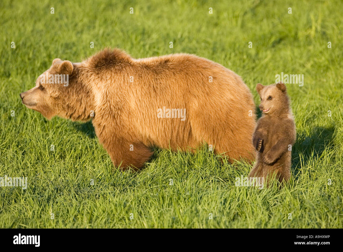 Unione Orso Bruno madre con cub (Ursus arctos) Foto Stock