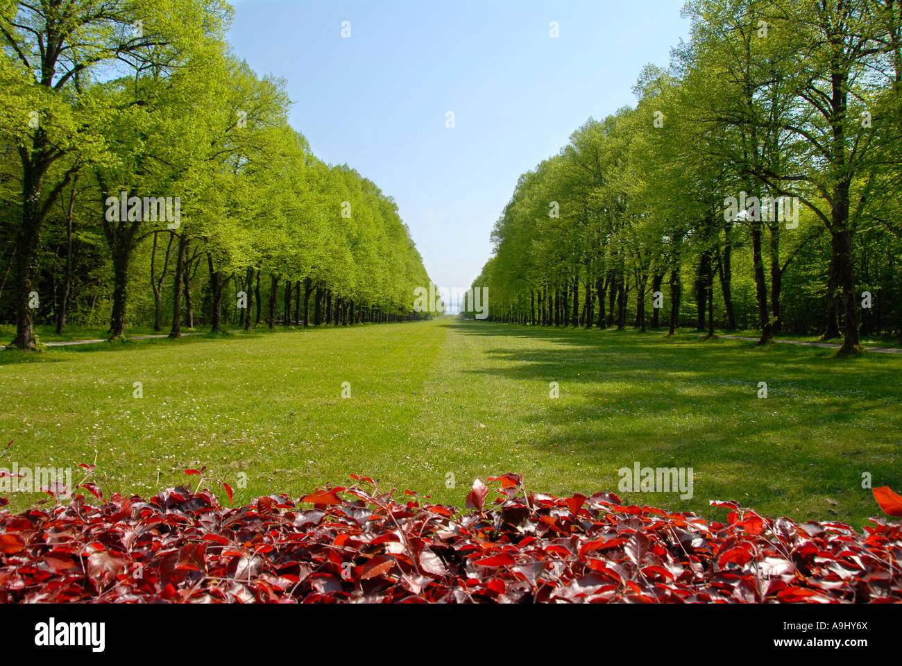 Parco con prato in corridoio forestale allo Schloss Herrenchiemsee Herreninsel Chiemsee Baviera Germania Foto Stock